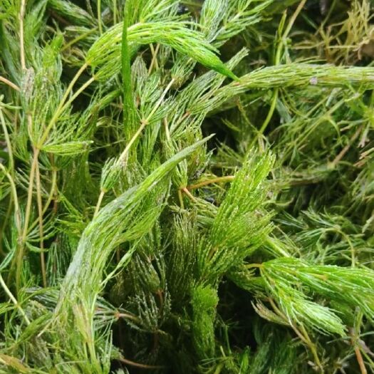 安新县金鱼藻 小茨藻等各种沉水植物种植 净化水质