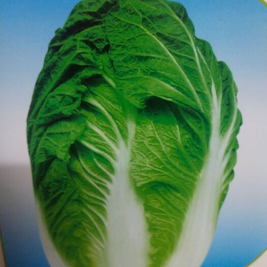 扶沟县白菜种子 白菜杂交种  1.耐抽苔、耐低温的大白菜品