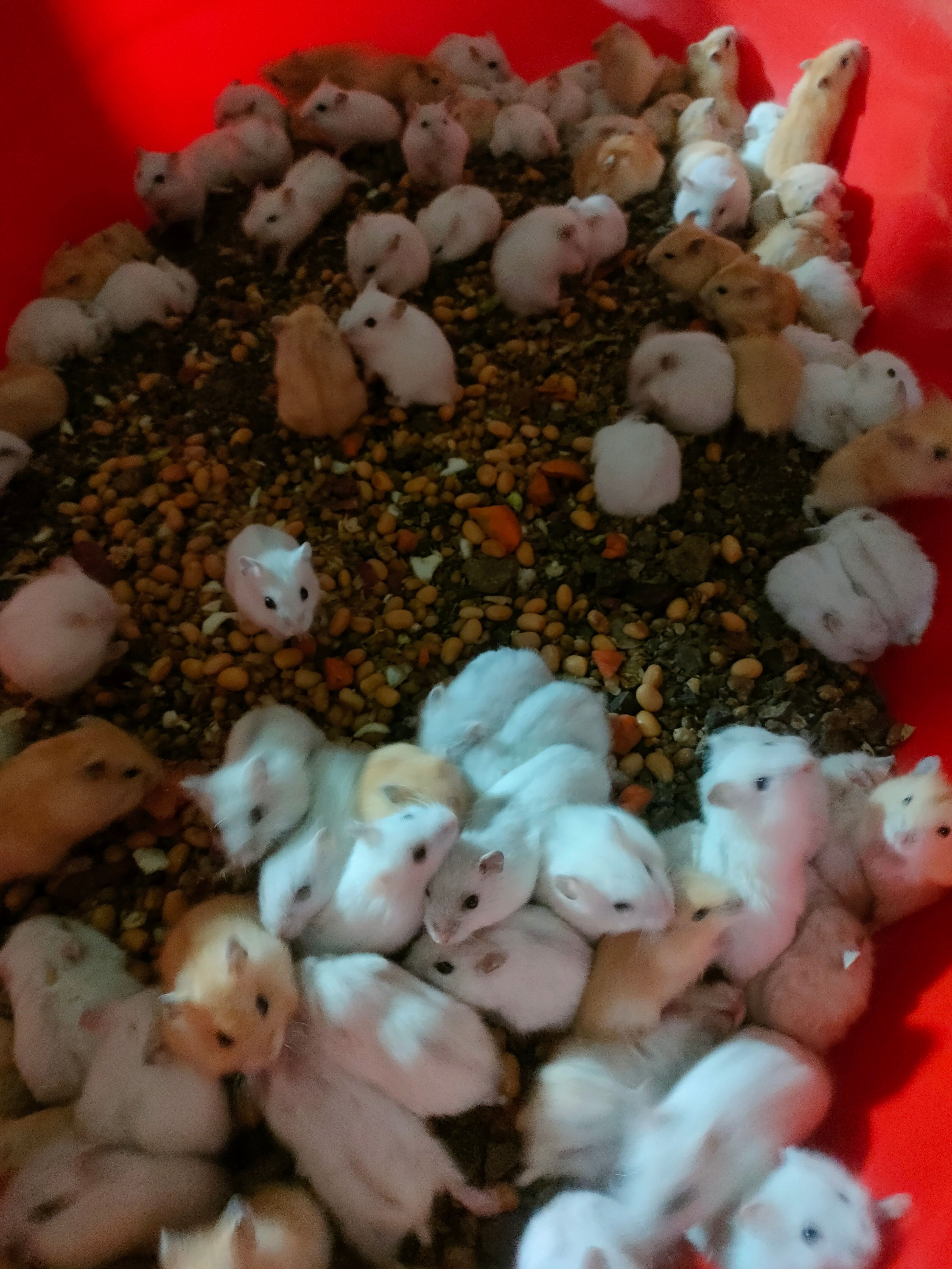 仓鼠     出售（ 布丁 三线 银狐 三线）