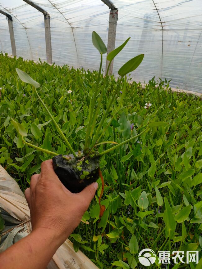  梭鱼草工程苗，梭鱼草大盆，梭鱼草种植基地大量批发