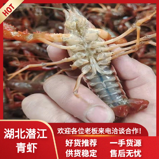 【优选】潜江市鲜活清水小龙虾各种规格红虾青虾批发全国