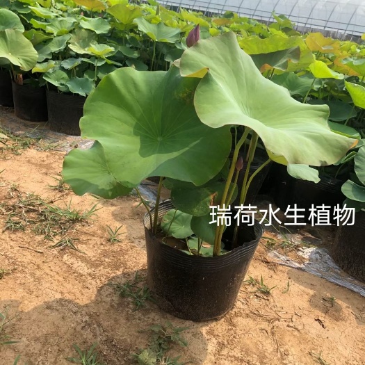 安新县荷花盆栽 盆栽荷花 精品盆栽荷花 基地自产自销 量大价优