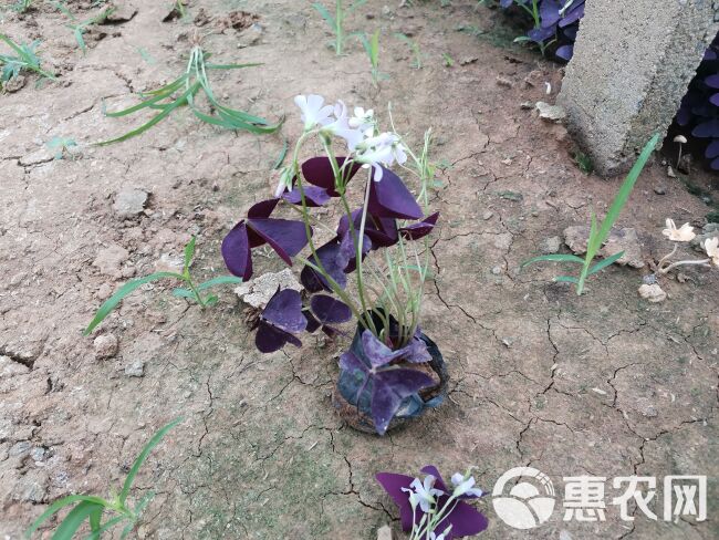 紫叶酢浆草  红花酢浆草 绿叶酢浆草 优质酢浆草产地直发量大