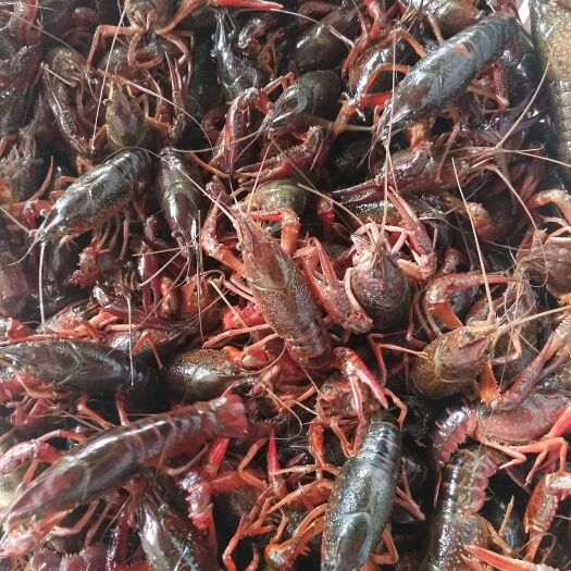 潜江市 湖北潜江清水小龙虾批发 主产地直供
