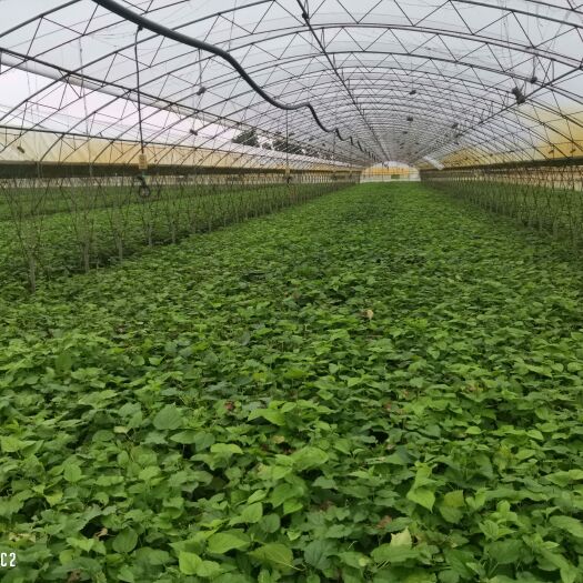 沈阳丰驰桑苗 出售优质蛋白桑蛋白菊苗及种子