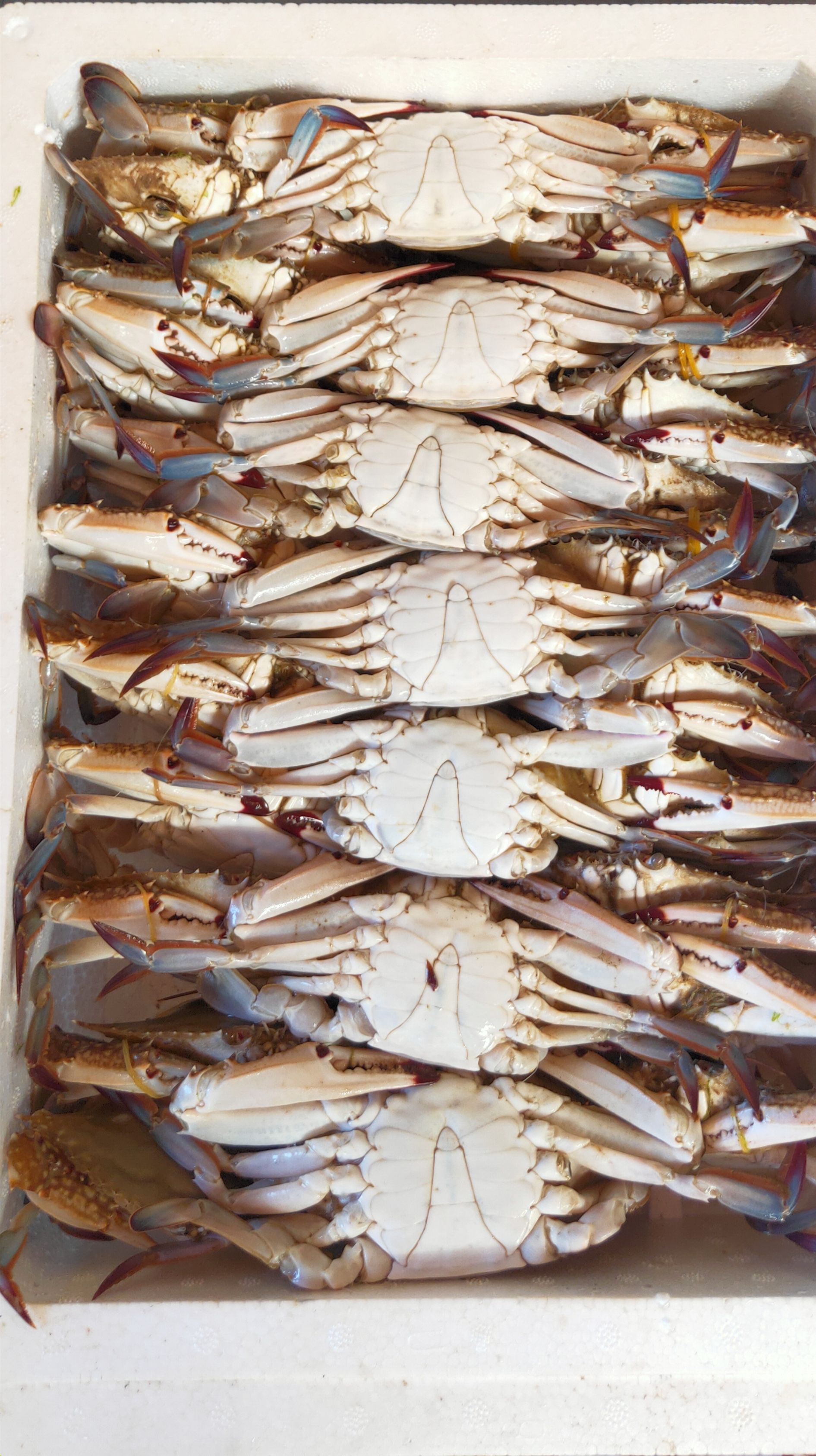 【冷冻梭子蟹】冻梭子蟹，大规格，一箱7斤