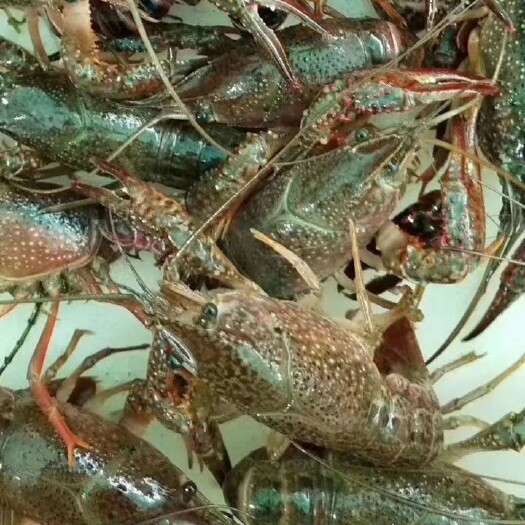 潜江市小龙虾 中青