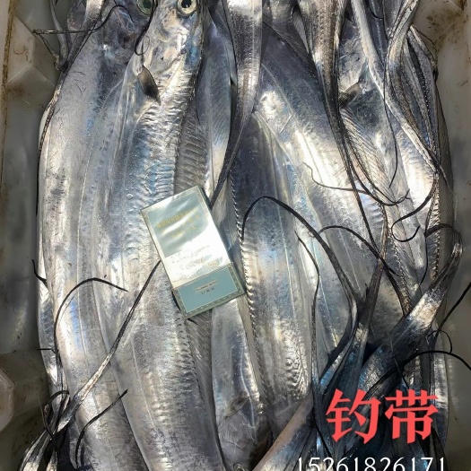 连云港【带鱼】钓带，网带，各种带鱼