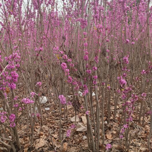  丛生紫荆价格 丛生紫荆批发  丛生紫荆规格全自产自销