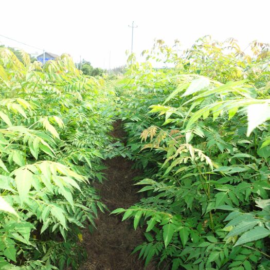 九江 黄山栾树