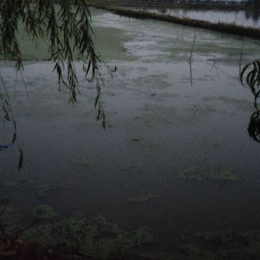 仙桃市水产养殖用地 虾塘出租
