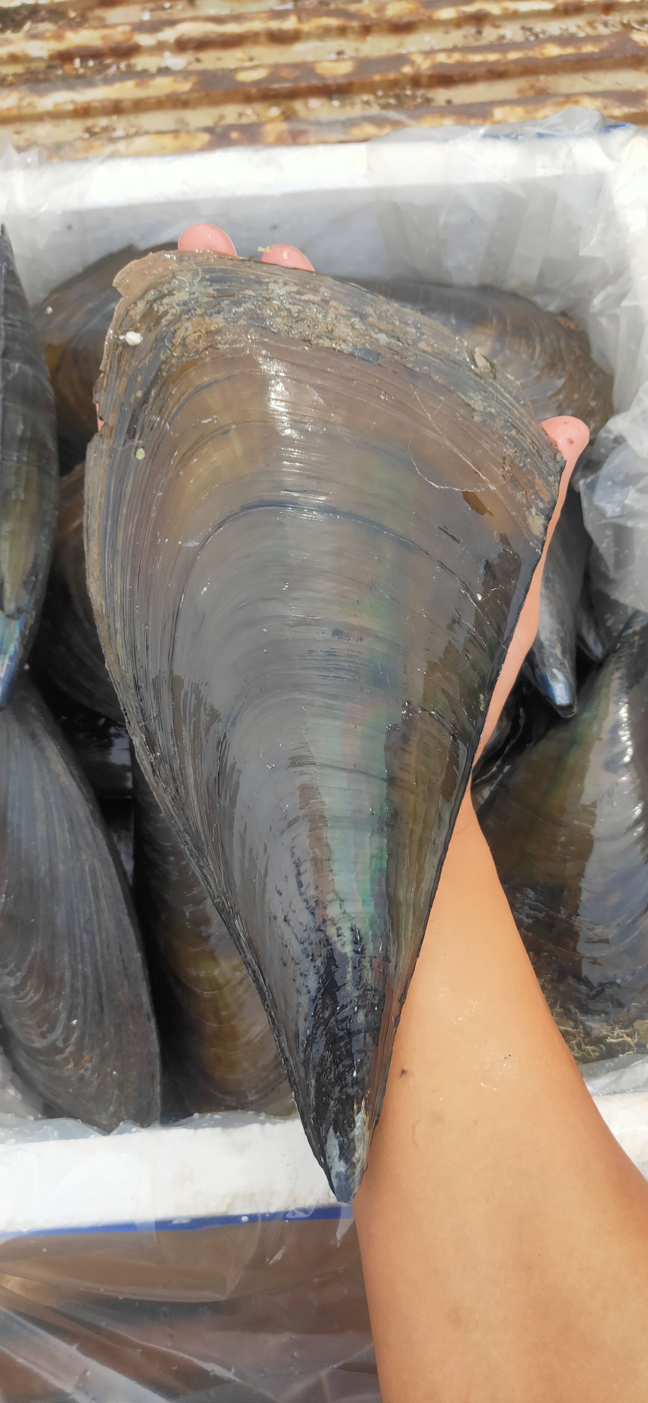 【鲜活带子】绿贝带子海鲜扇贝超大特大瑶柱淡菜水产鲜活烧烤贝