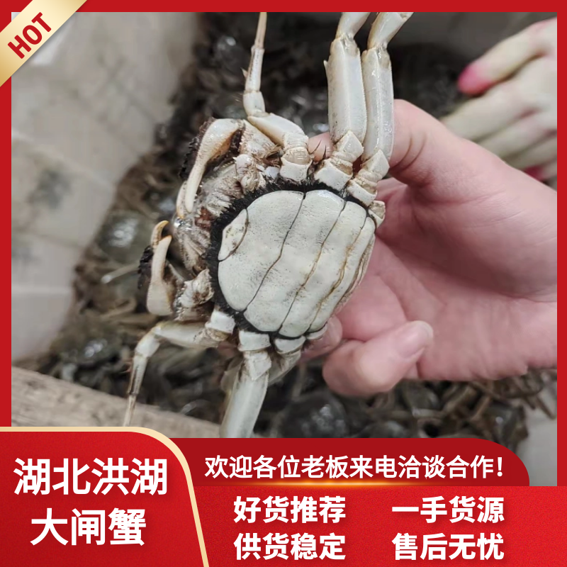 湖北汈汊清水大精品大闸蟹规格足质量好青壳白底一手货源