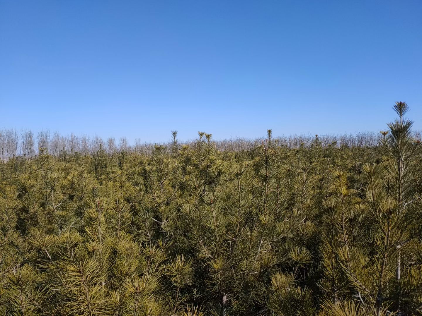  白皮松，自家占地苗，没有中间商