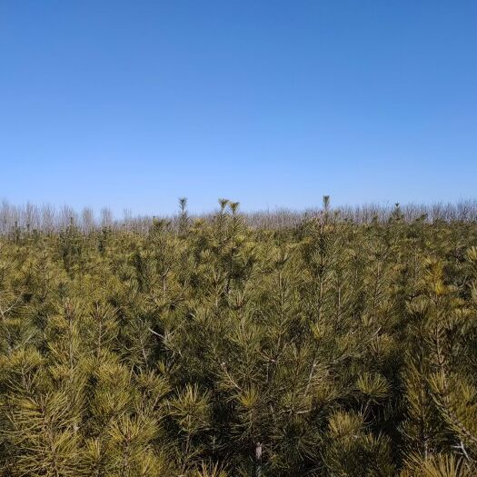 天津 白皮松，自家占地苗，没有中间商