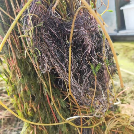 安新县 狐尾藻 粉绿狐尾藻 红心狐尾藻等各种沉水植物种植