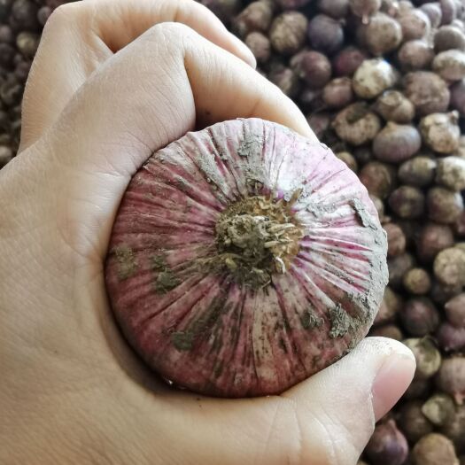 宾川县紫皮蒜 独头大蒜，紫皮大蒜，云南大蒜