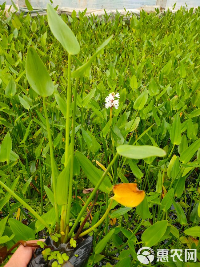  梭鱼草工程苗，梭鱼草大盆，梭鱼草种植基地大量批发