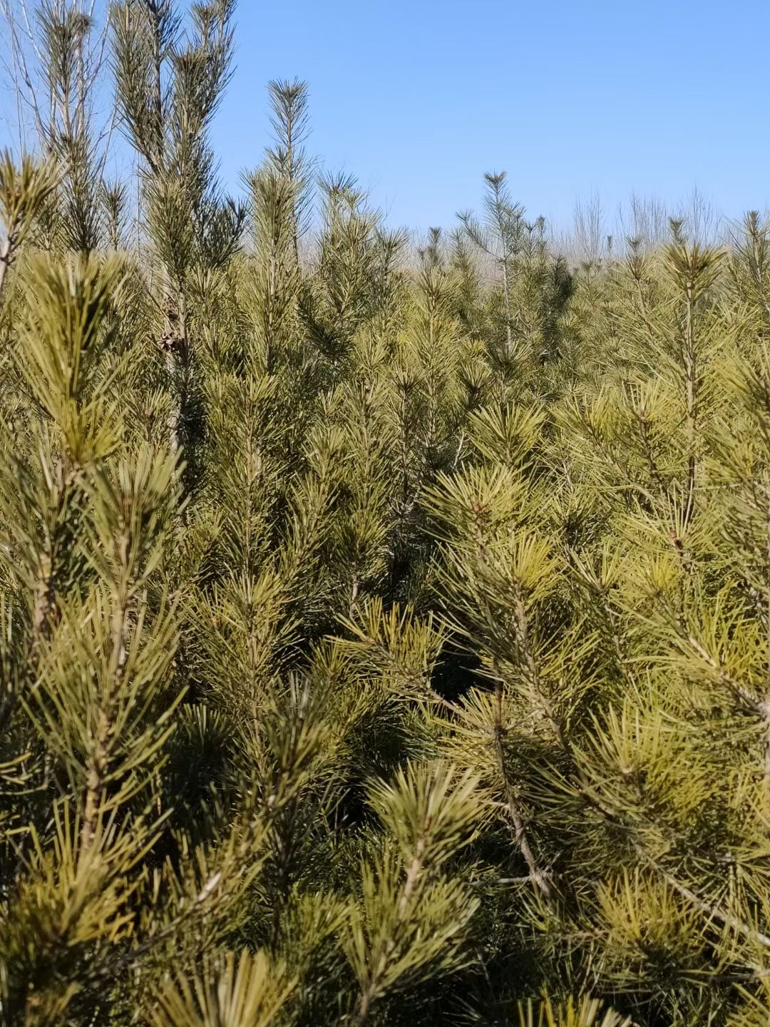  白皮松，自家占地苗，没有中间商