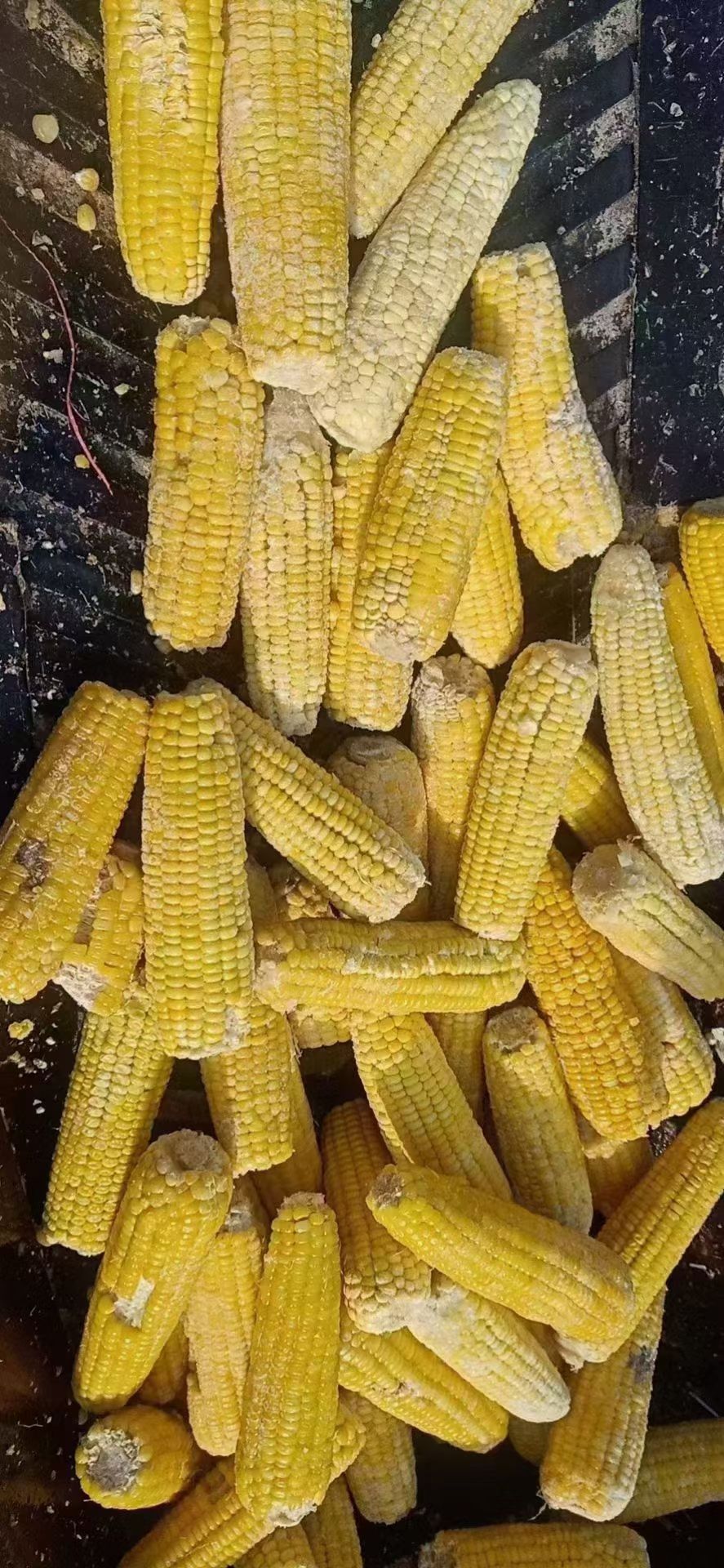 糯玉米 发酵玉米饲料，纯纯的黏玉米高温蒸熟直接粉碎发酵