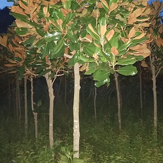 宁强县白玉兰苗 白玉兰树