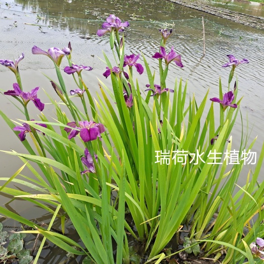 安新县 西伯利亚鸢尾 常绿鸢尾 黄花紫花鸢尾 盆栽鸢尾 基地直销