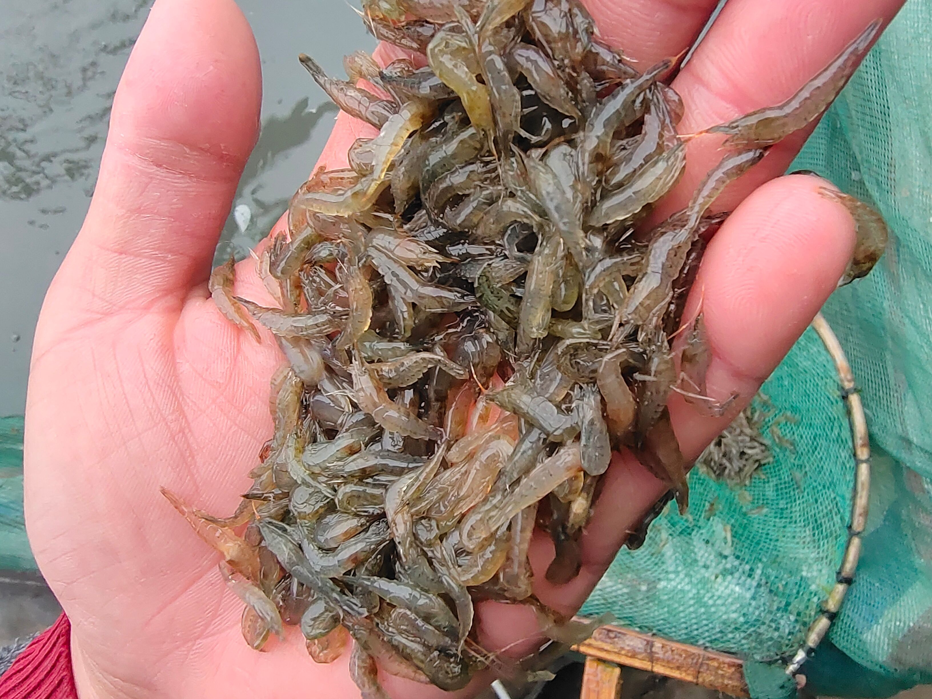 漂亮的小草虾