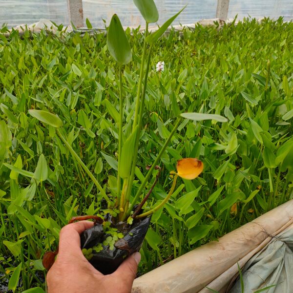  梭鱼草工程苗，梭鱼草大盆，梭鱼草种植基地大量批发