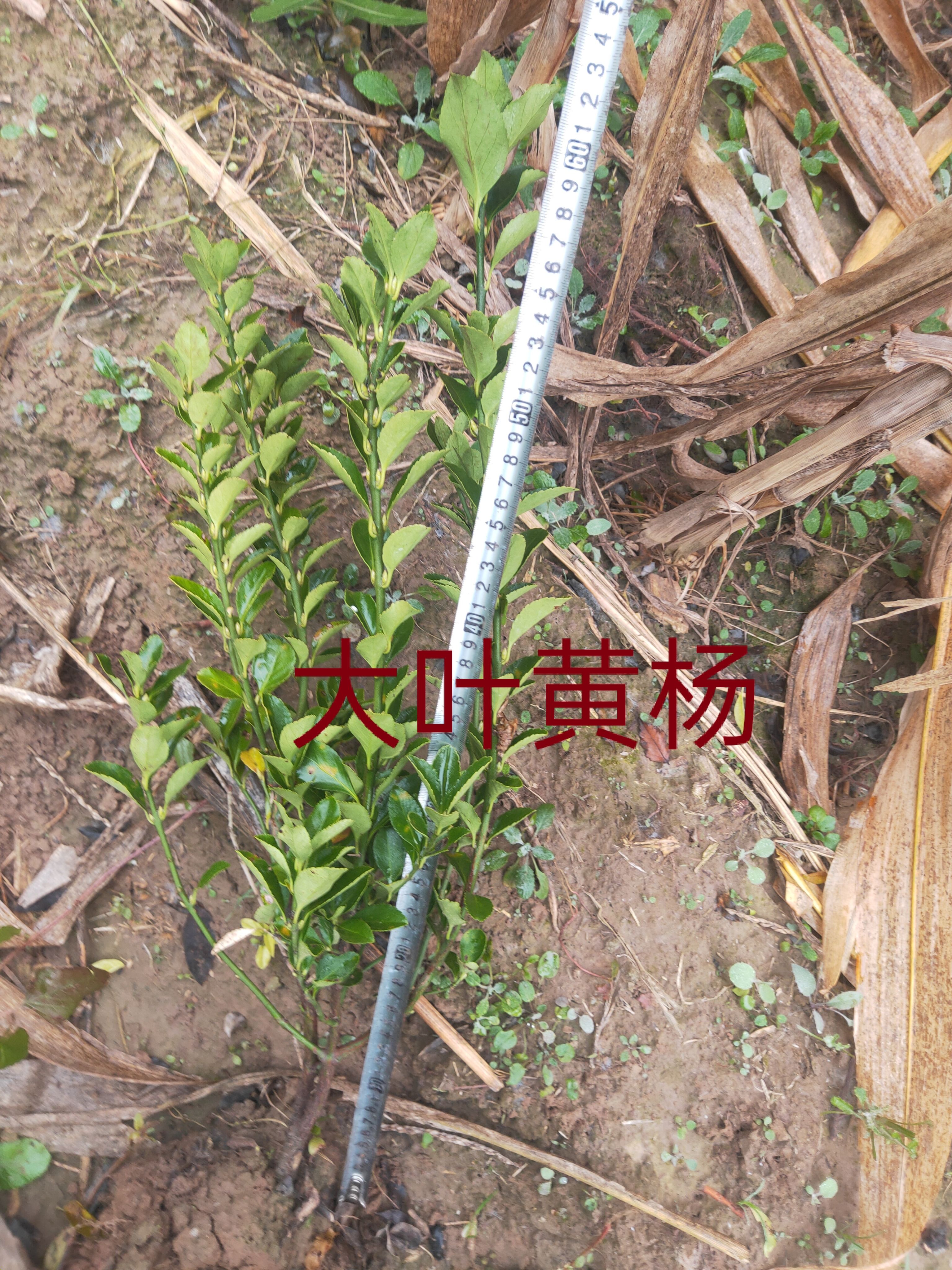 深州市大叶黄杨 0.5~1米 1 1 20-30 带土球发货