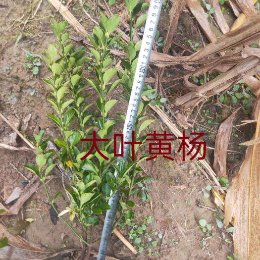 深州市大叶黄杨 0.5~1米 1 1 20-30 带土球发货