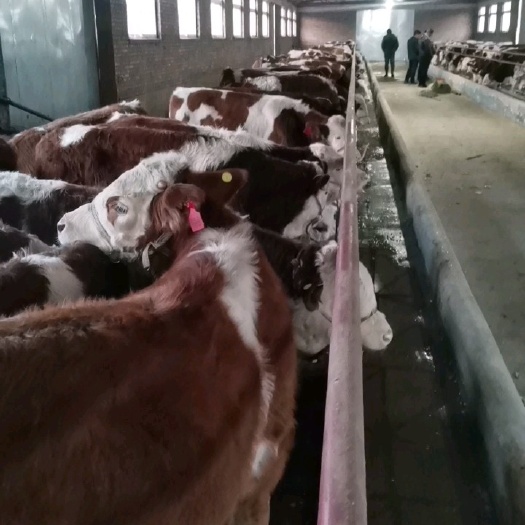 伊通县西门塔尔牛 西门塔尔改良小公牛