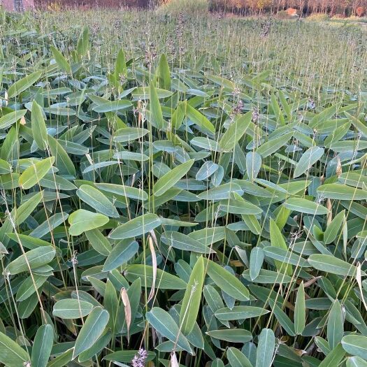 安新县再力花，盆栽再力花，基地自产自销量大价优