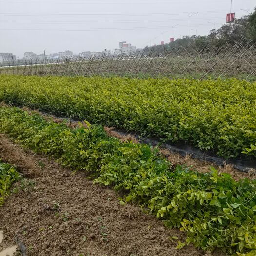 横州市茉莉花苗