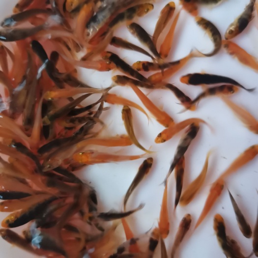 广州锦鲤鱼苗 冷水淡水观赏鱼招财纯种三色红白小锦鲤活体鱼苗金鱼小