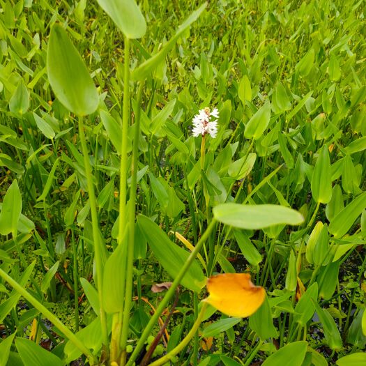  梭鱼草工程苗，梭鱼草大盆，梭鱼草种植基地大量批发