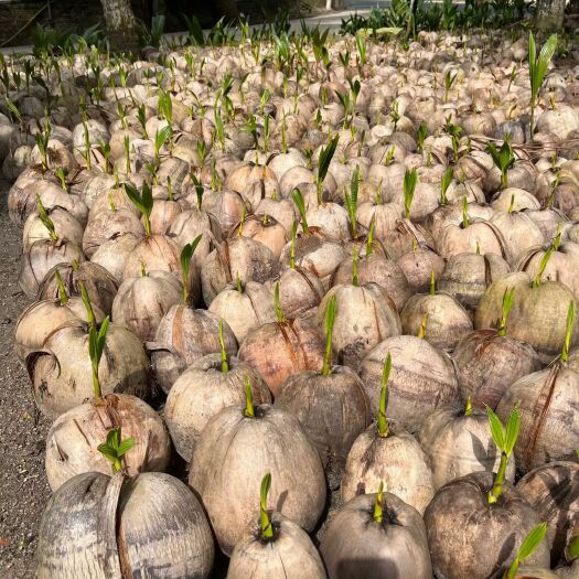 文昌市 椰子苗，文昌椰苗，海南岛内包运，100颗起批