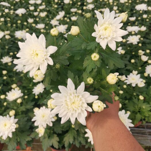 黄白菊 清明菊花 祭祀菊花 荷兰菊 白菊花 黄菊花