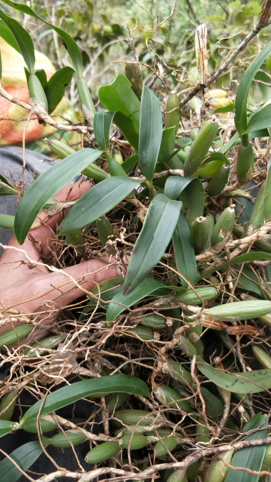 石橄榄双叶中果，软叶