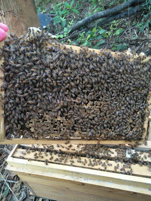 中华蜜蜂  





 蜜蜂  欢迎来到青岛丹山蜂业
小江中蜂商店