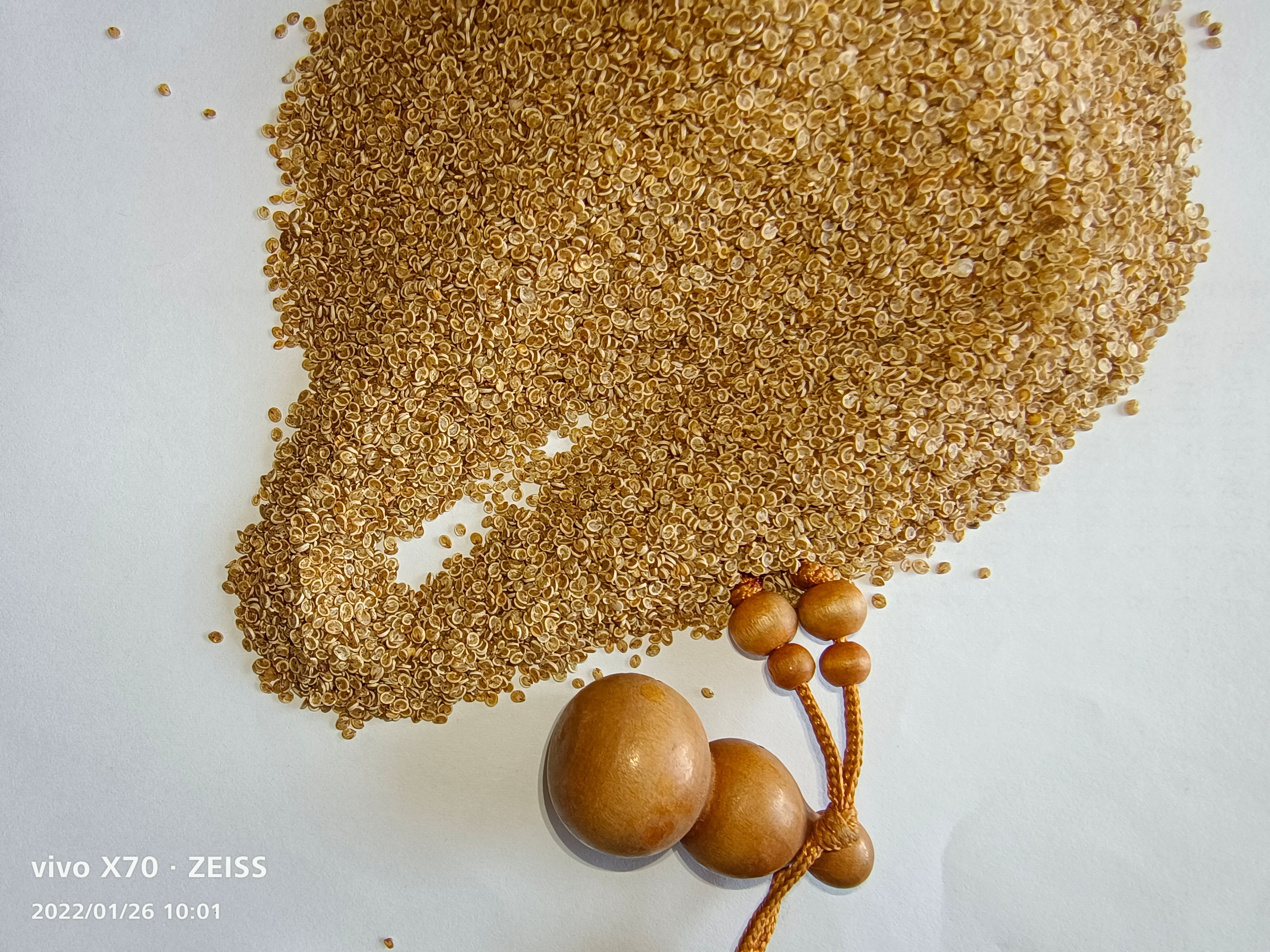 杭锦旗沙米种子 沙米 沙米粉