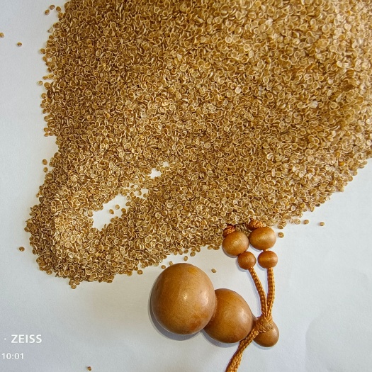 沙米种子 沙米 沙米粉