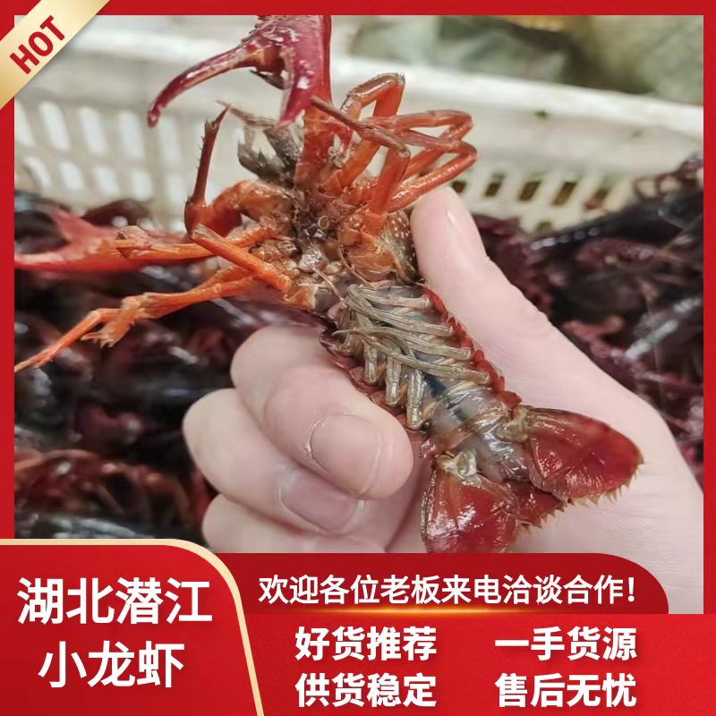 潜江市【推荐】湖北小龙虾产地直供品类齐全新鲜欢迎餐饮 商超