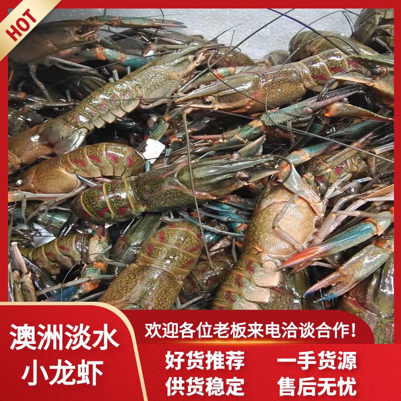 潜江市小青龙龙虾 鲜活淡水澳洲小龙虾小青龙食用全国各地一件直发