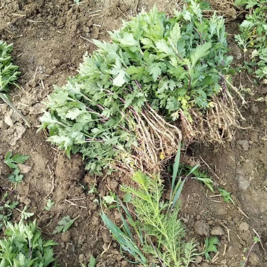 亳州金丝皇菊苗  菊花苗 北京菊 早熟菊 基地直销一手货源