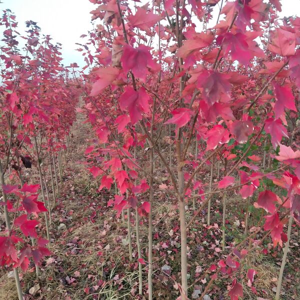 红冠红树 自己种植的红冠红枫树