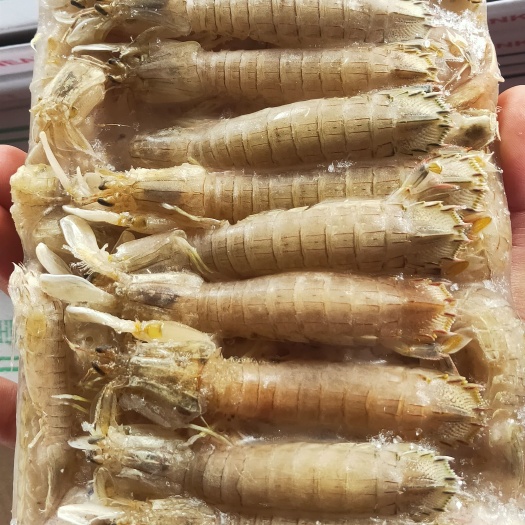 连云港【生冻皮皮虾】【生皮皮虾】【可做火锅底料】可以作为活动商品