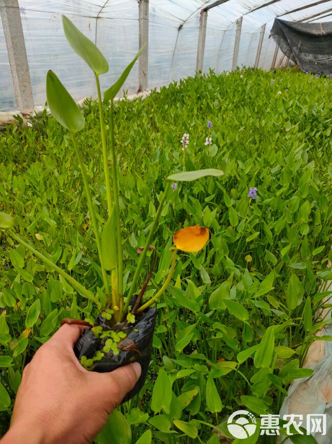  梭鱼草工程苗，梭鱼草大盆，梭鱼草种植基地大量批发