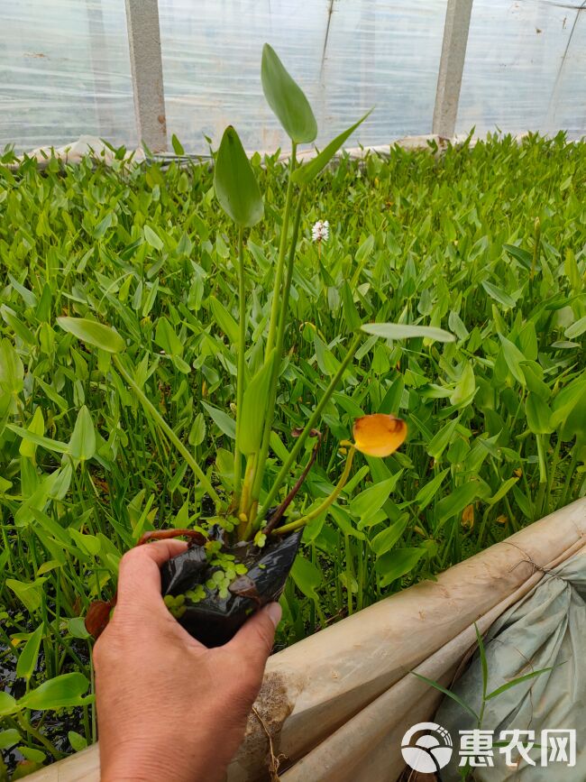  梭鱼草工程苗，梭鱼草大盆，梭鱼草种植基地大量批发