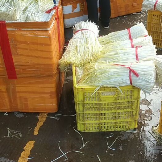 佛山韭黄 头茬 30~40公分