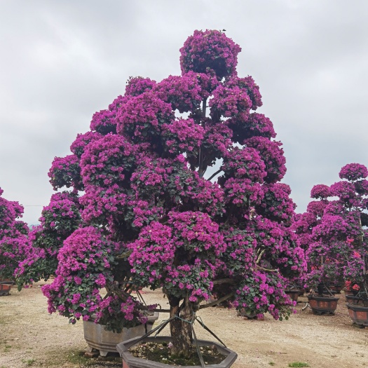 漳浦县紫花三角梅 中国三角梅之乡-漳州基地造型三角梅